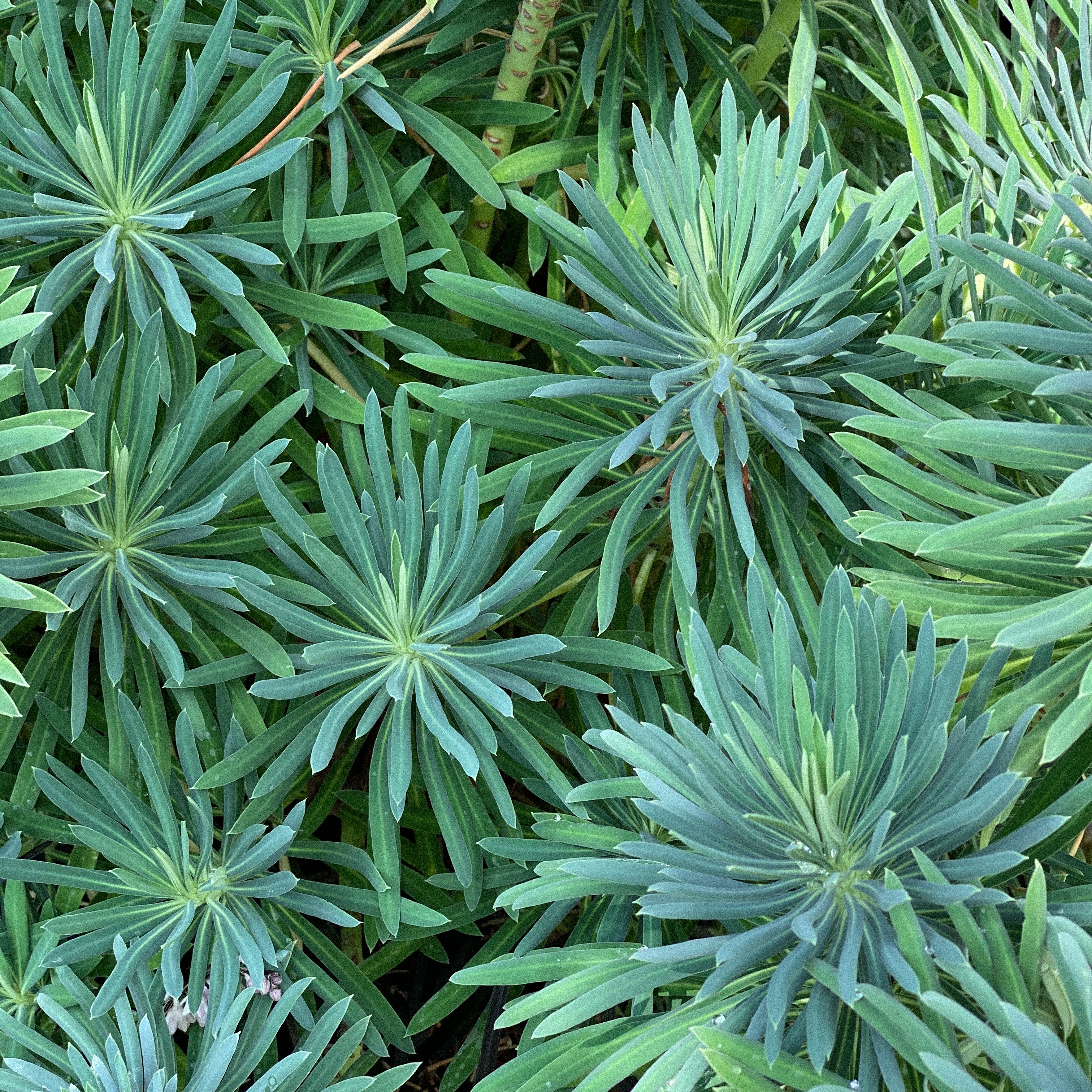 Natural Remedies for Allergies