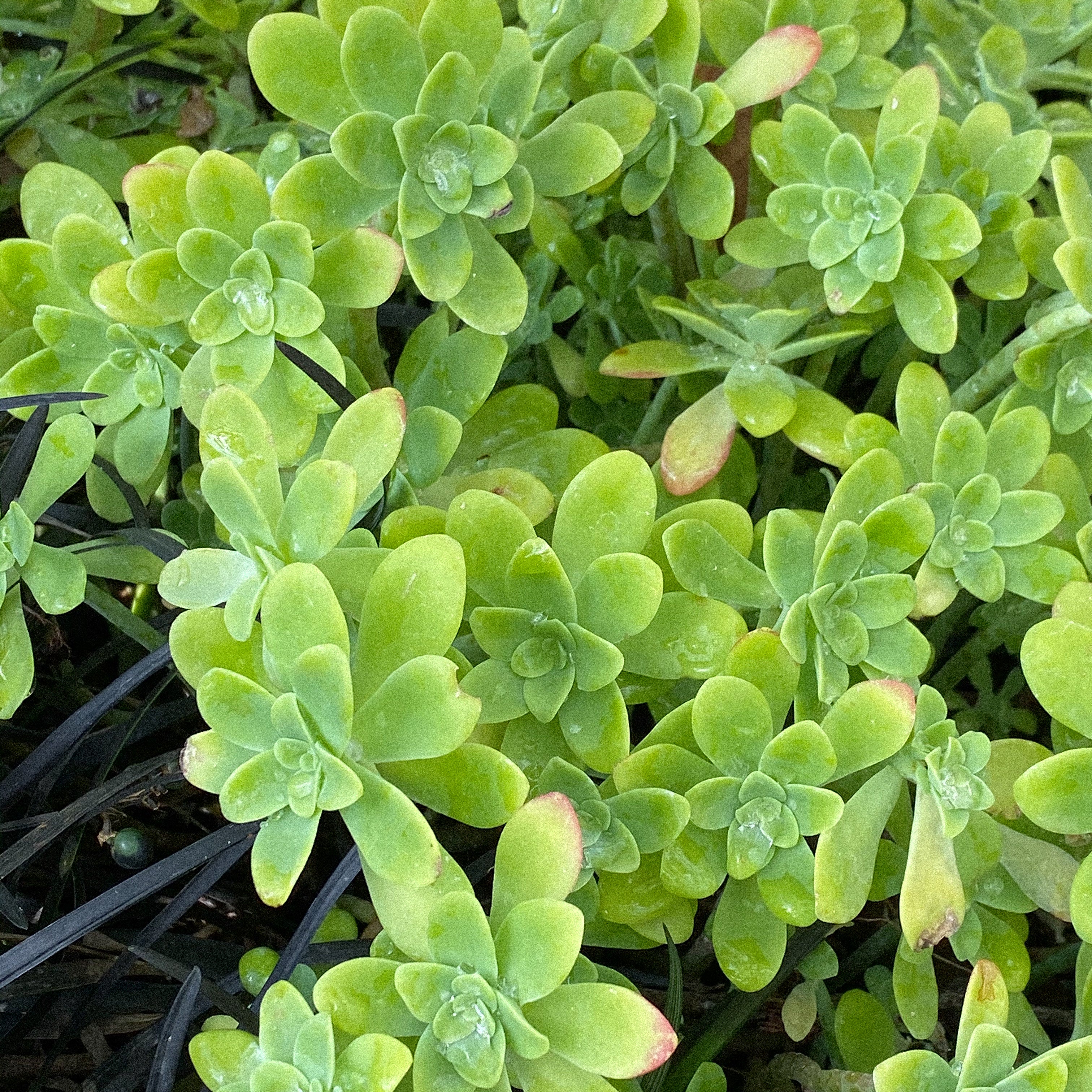 How to Build Muscle Naturally