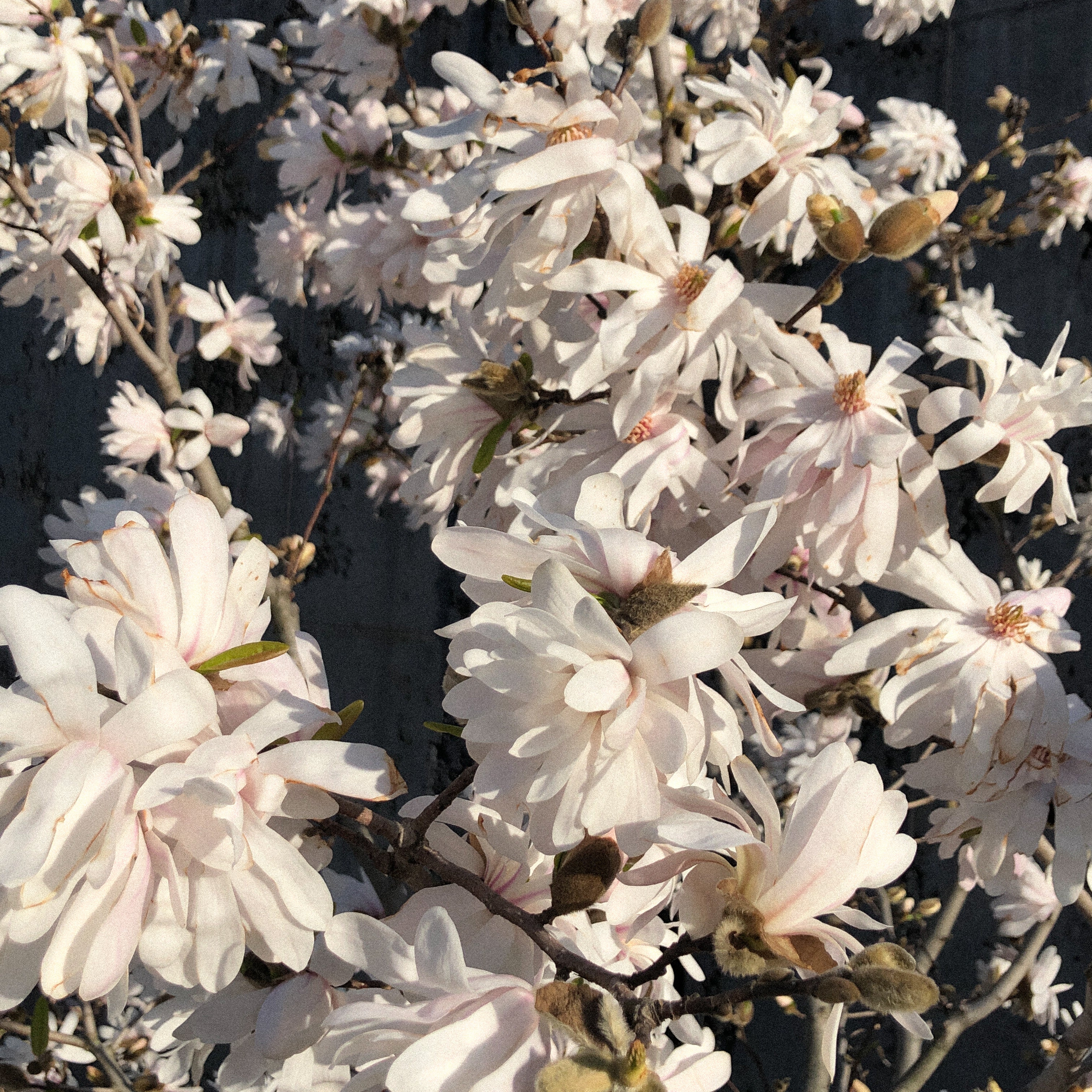 Japanese Natto and why it’s Good for You