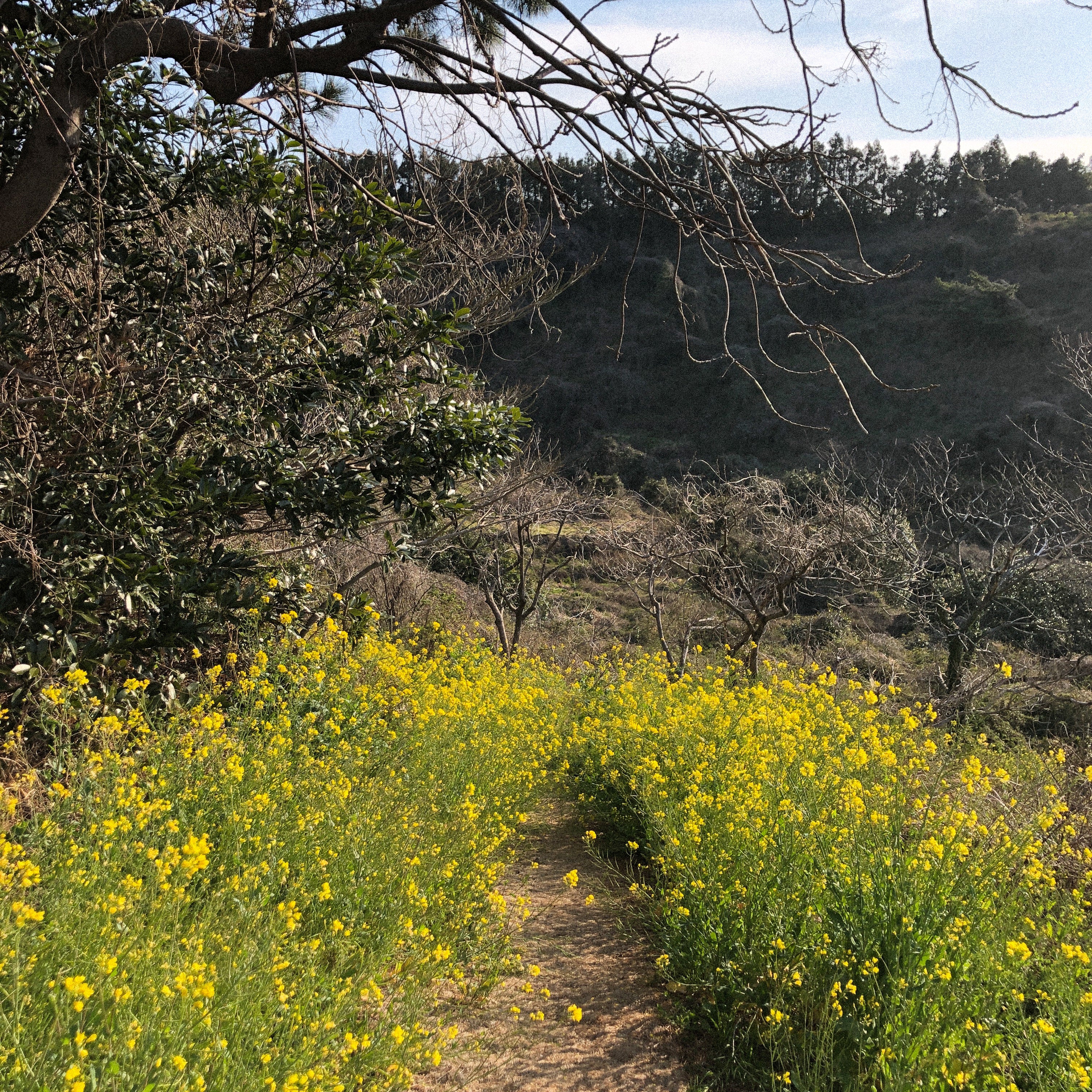 Superfoods to Help Boost Your Immune System