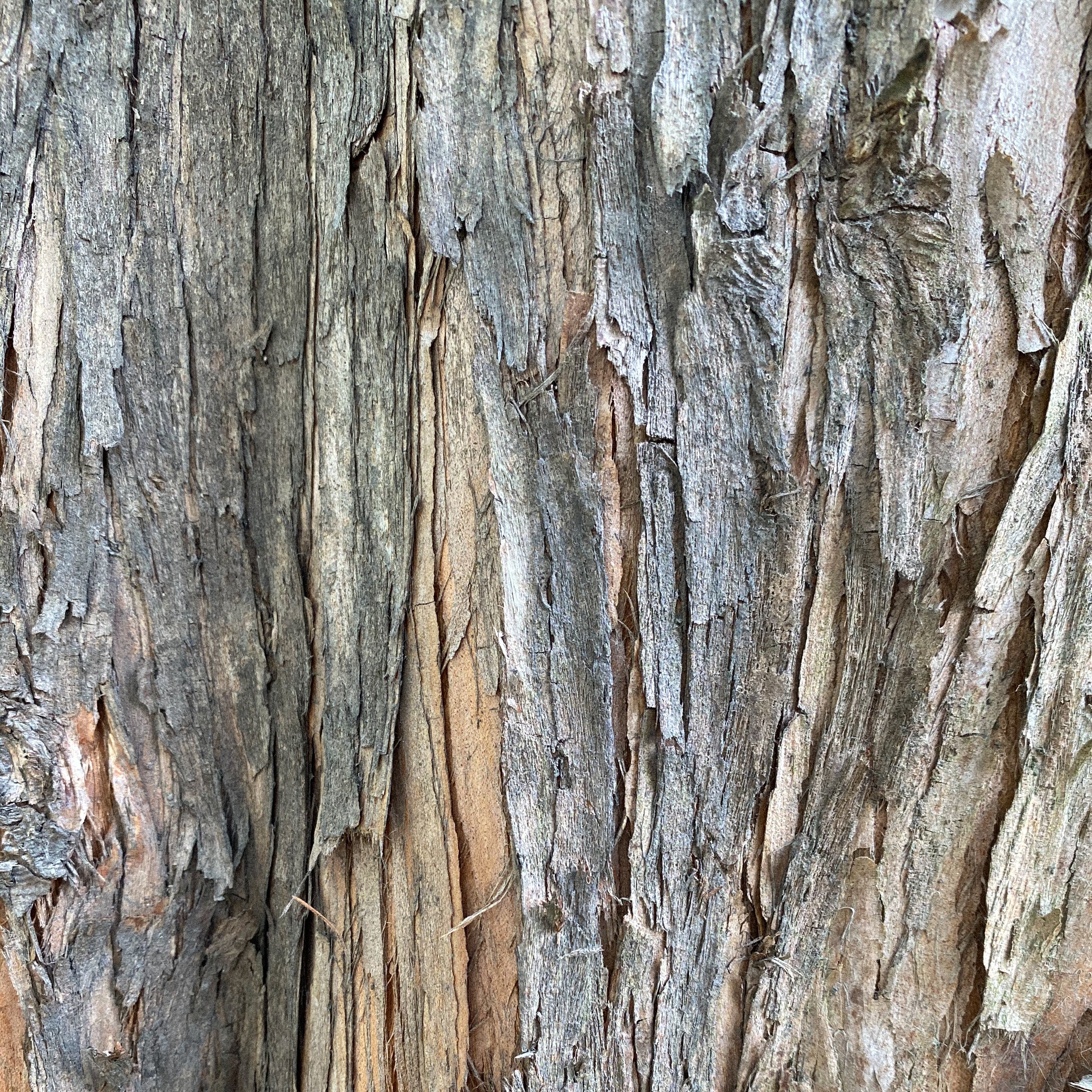 Three Vegan Foods Rich in Probiotics