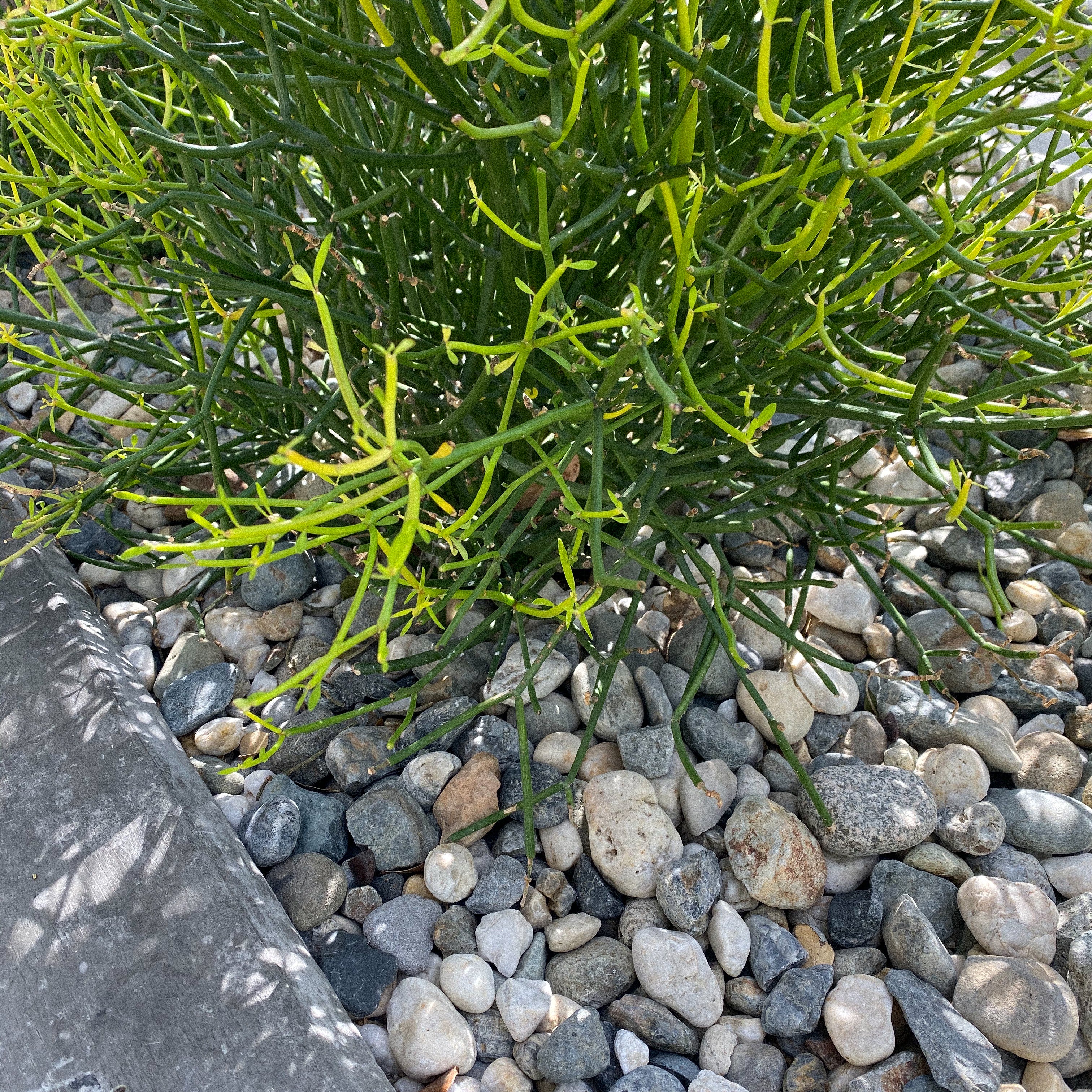 Aspartame: Hazardous to Your Health?