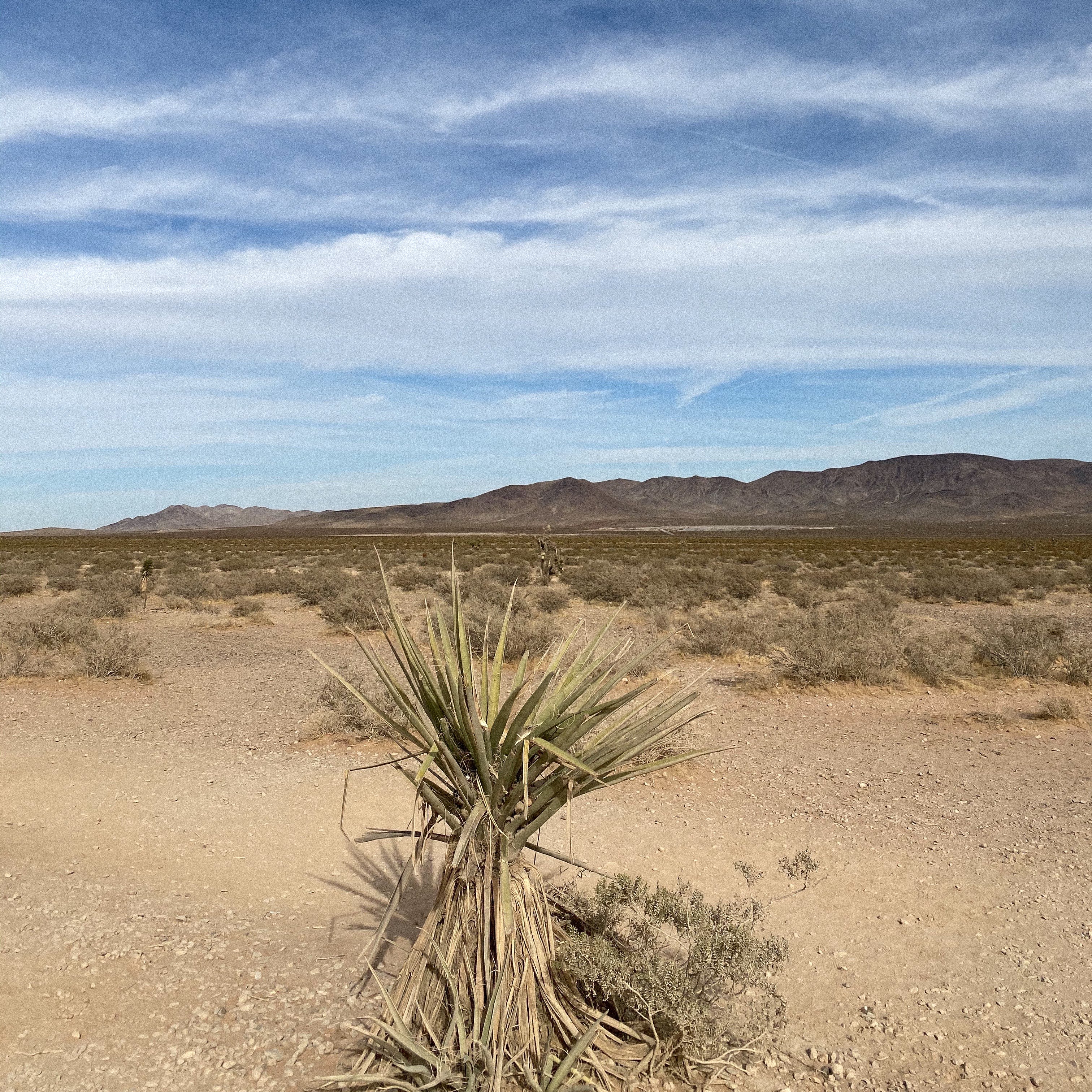 The Versatility of Soy Bean Oil