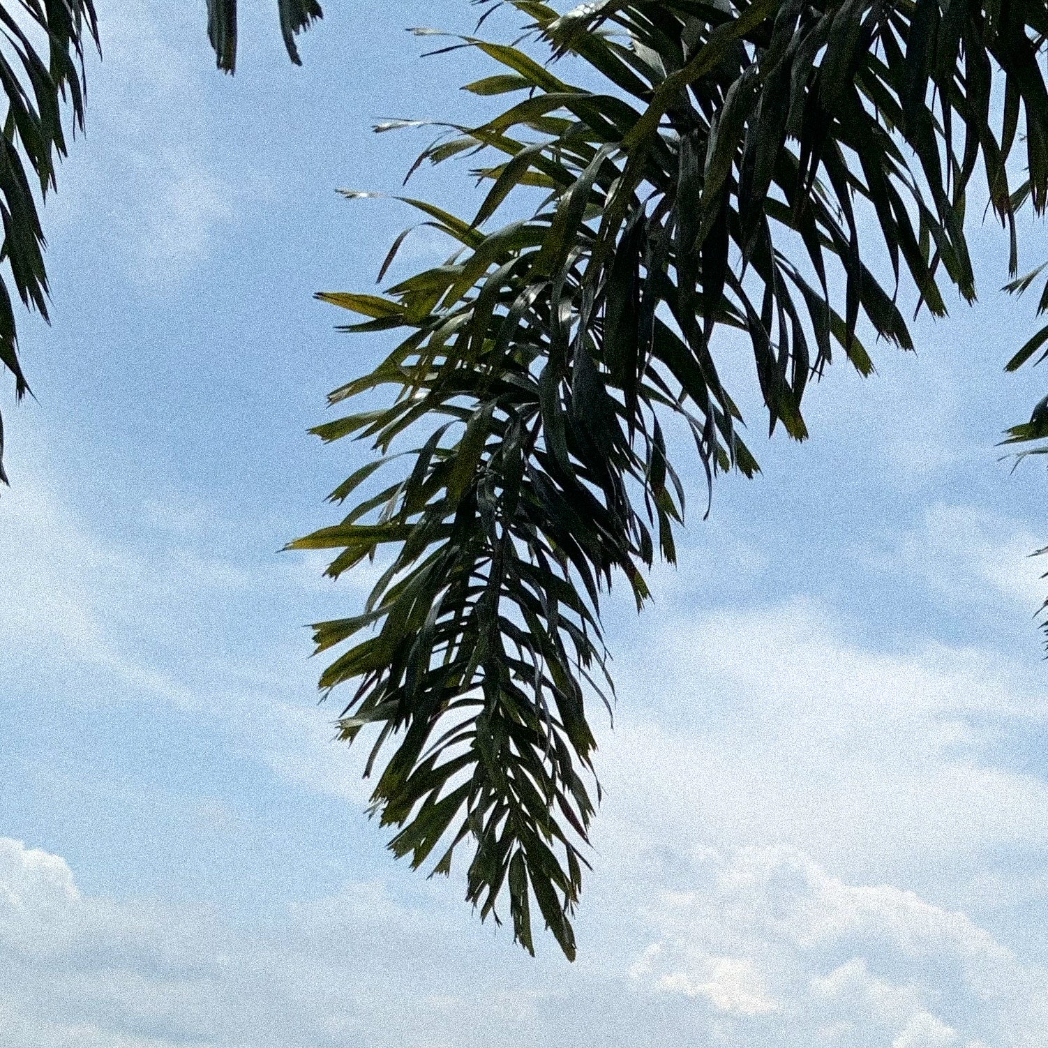 What is Sodium Benzoate?